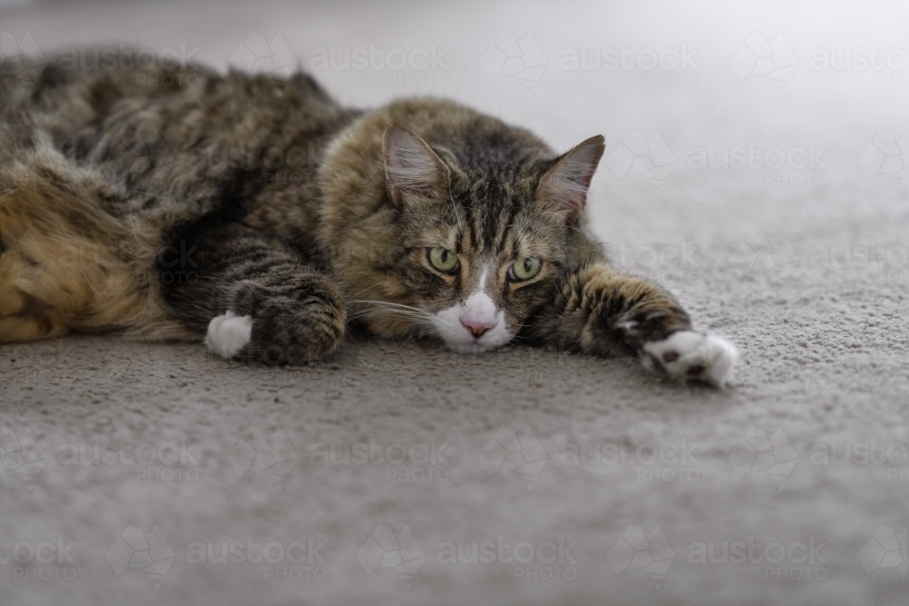 cat lying down on carpet at home - Australian Stock Image
