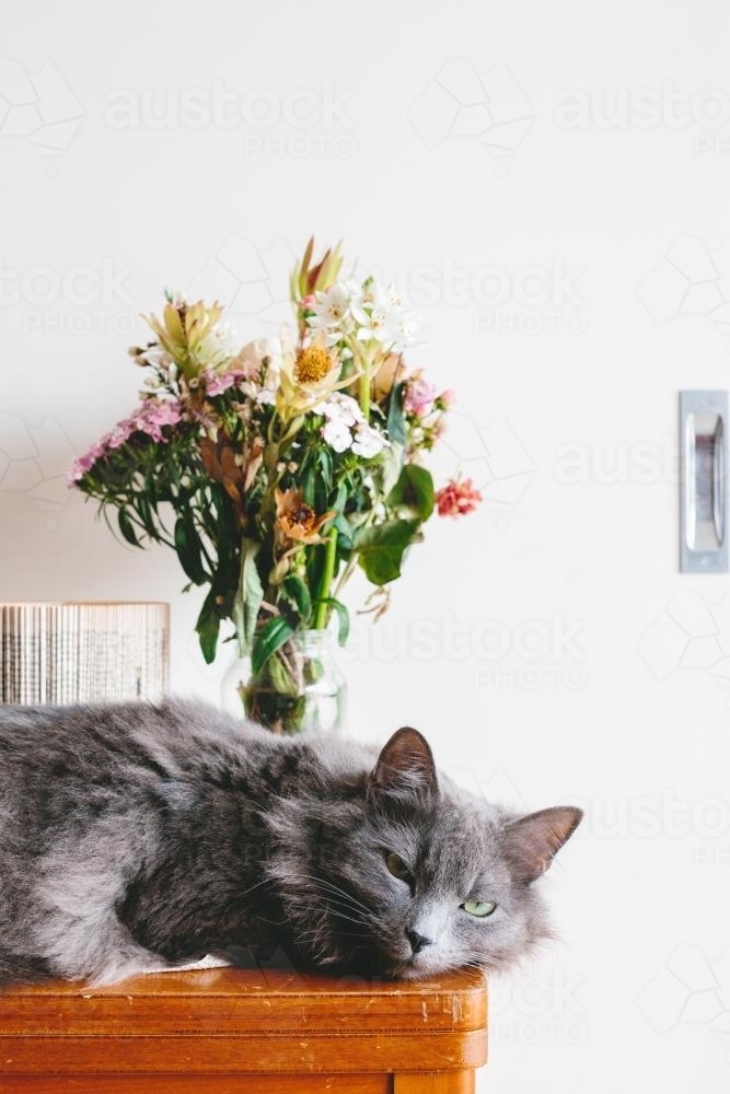 Cat lying on a table with flowers - Australian Stock Image