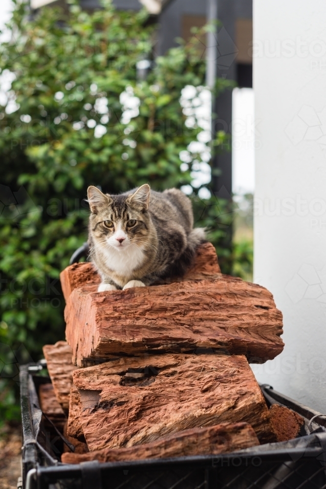 Image result for cat on firewood
