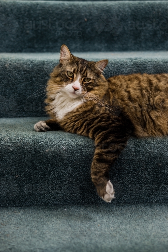 cat on stairs - Australian Stock Image