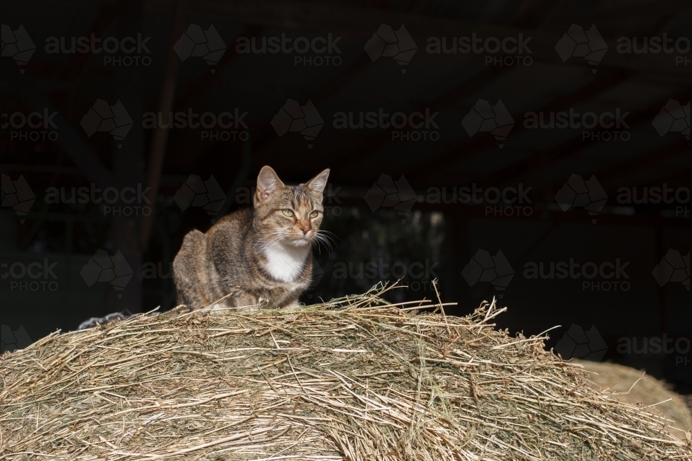 Cat perched on hay bale - Australian Stock Image