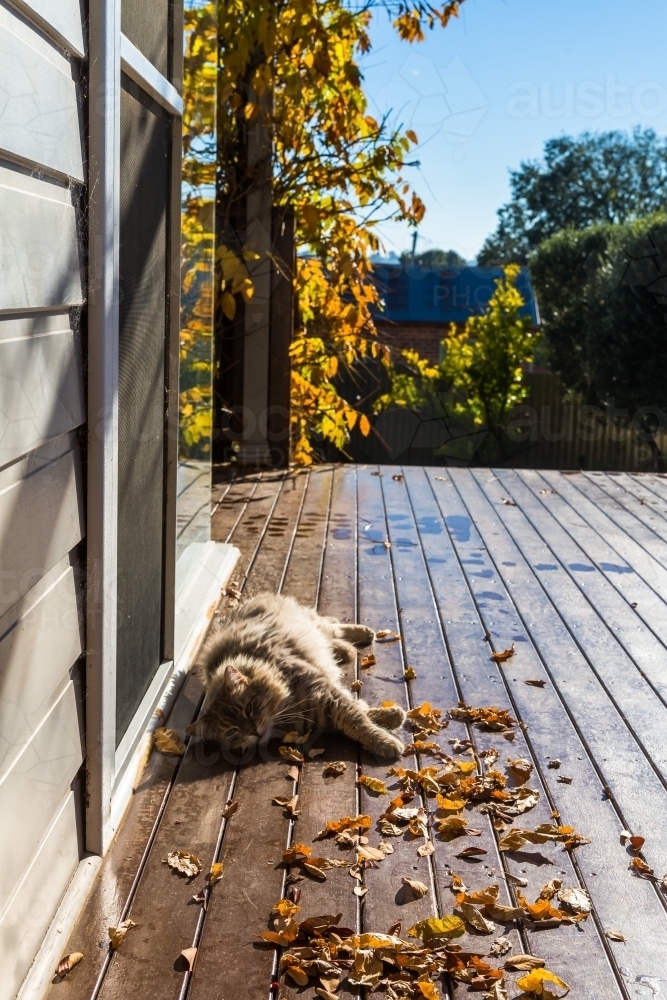 Cat relaxing on a deck in autumn - Australian Stock Image