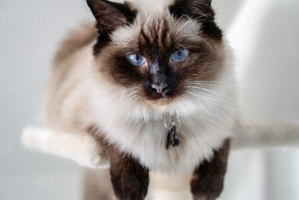 Cat sitting on a perch - Australian Stock Image