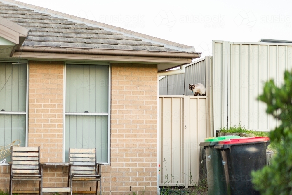 Cat sitting on fence looking into front yard with bins - Australian Stock Image