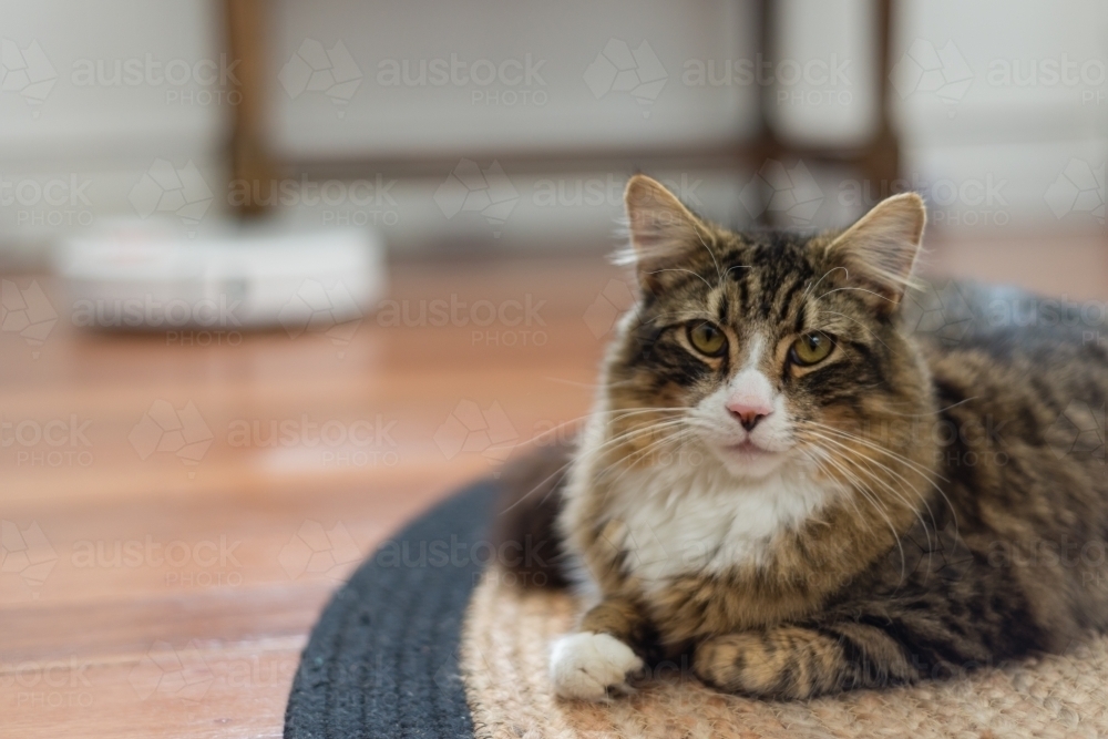 cat sitting on rug with robot vacuum in the background - Australian Stock Image