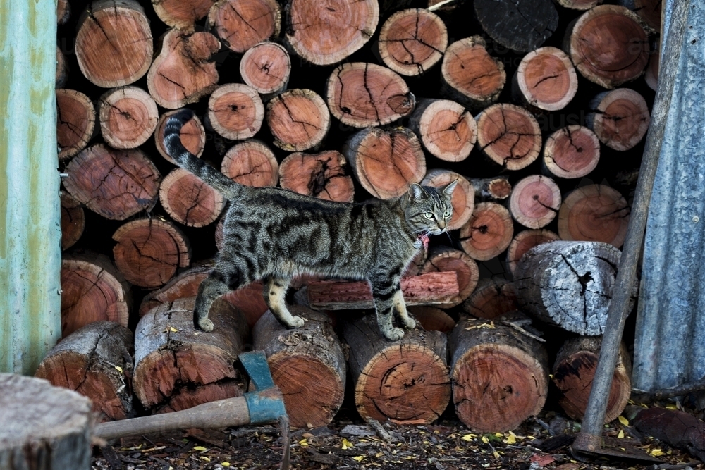 Cat standing on cut wood in shed - Australian Stock Image