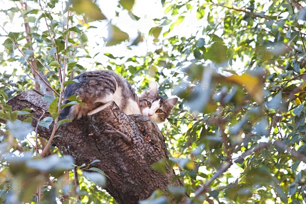 Cat up high in a tree amongst the leaves - Australian Stock Image