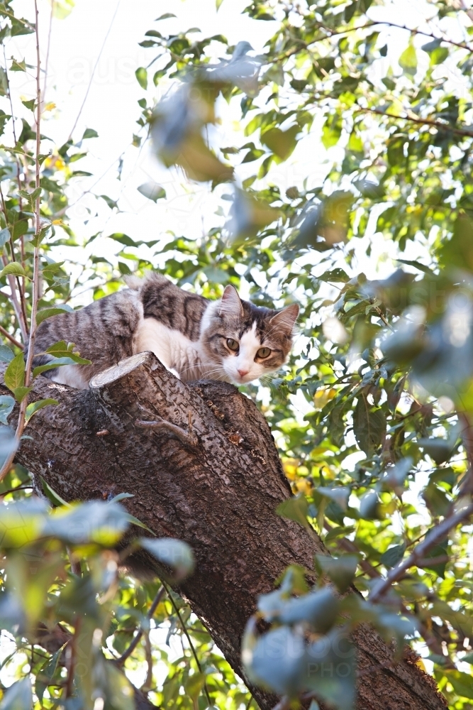 Cat up high in a tree amongst the leaves - Australian Stock Image