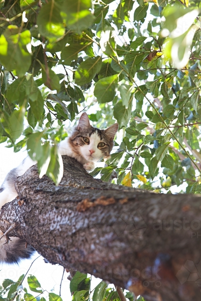 Cat up high in a tree amongst the leaves - Australian Stock Image