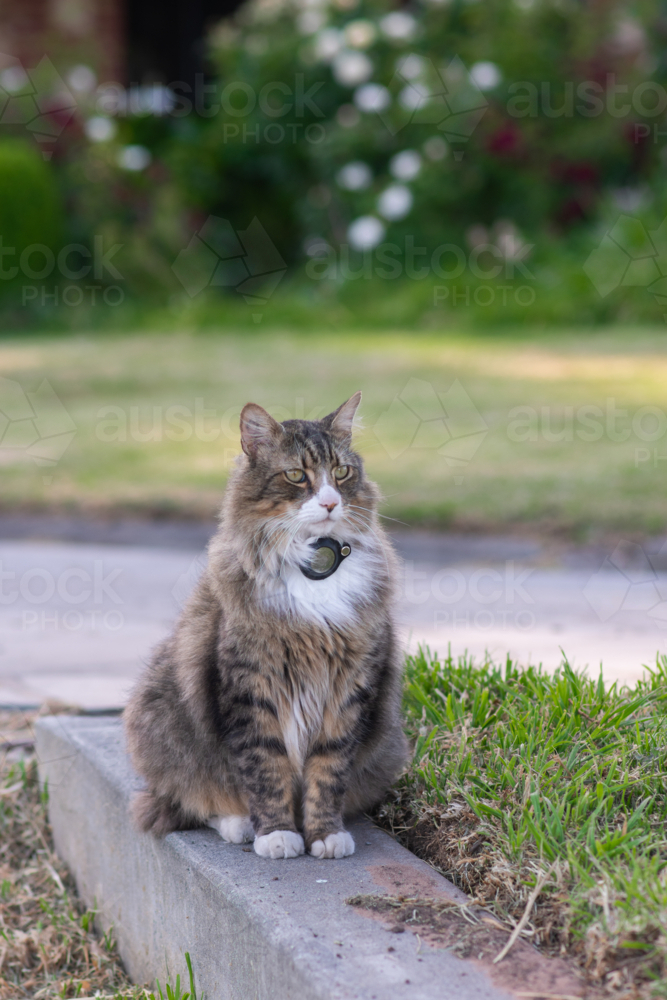 cat with tracking device on collar - Australian Stock Image