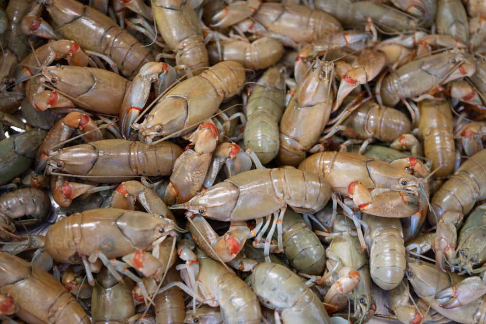 Catch of yabbies - Australian Stock Image