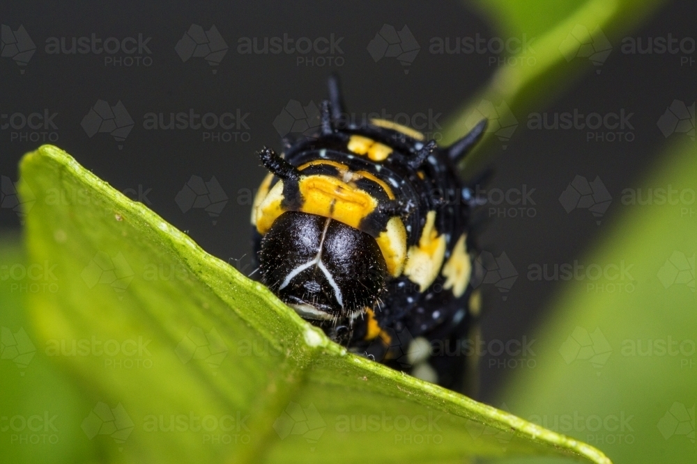 Caterpillar eating a leaf - Australian Stock Image