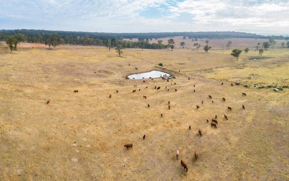 Cattle and dam on farm - Australian Stock Image
