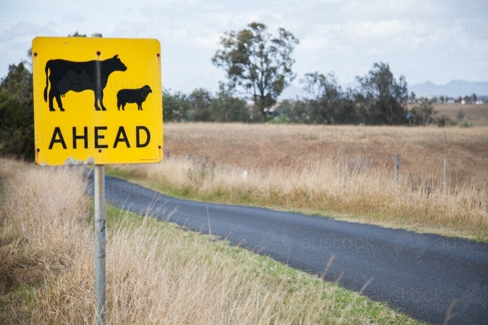 Cattle and sheep livestock ahead sign on rural country road - Australian Stock Image