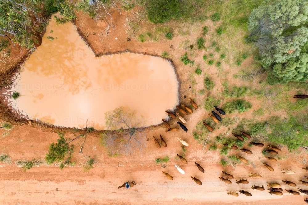 Cattle approaching a small dam to have a drink. - Australian Stock Image