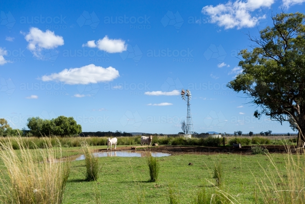 Cattle by sunlit dam in green farm paddock with windmill and bore water tank - Australian Stock Image