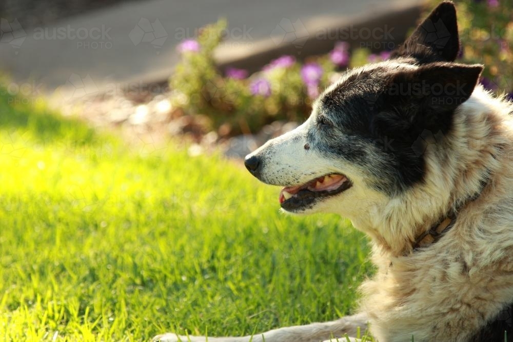 Cattle Dog resting in the evening light after a long day - Australian Stock Image