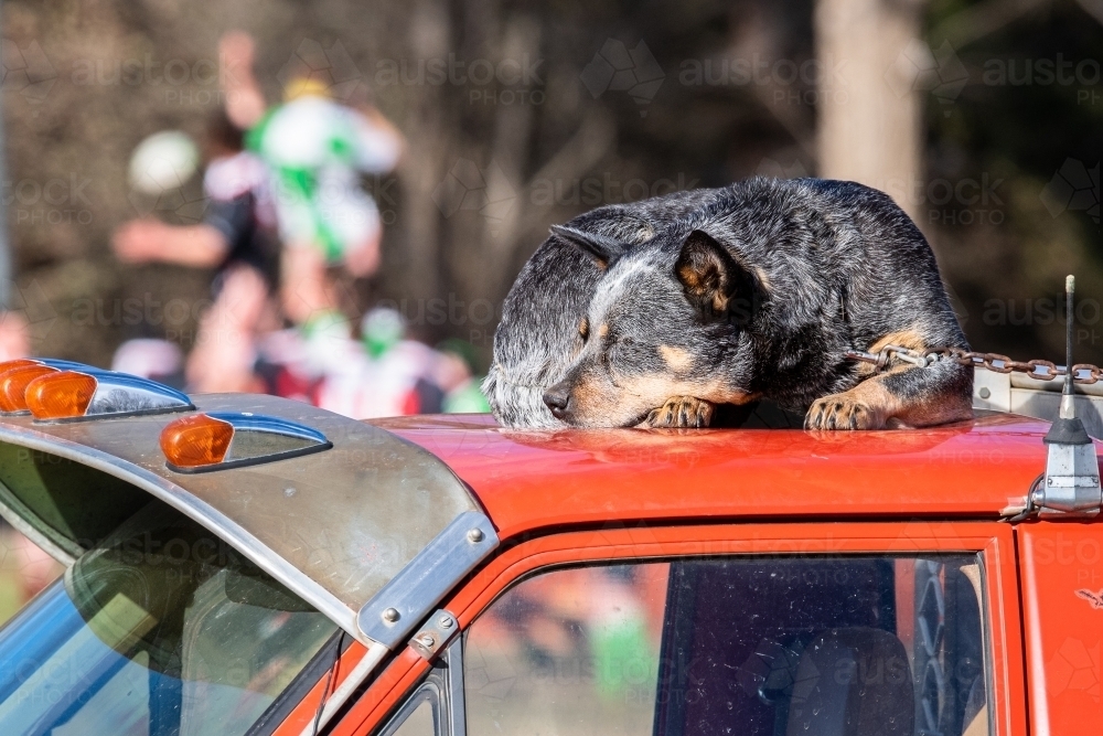 Cattle dog sleeps on roof of red ute at country rugby union match - Australian Stock Image