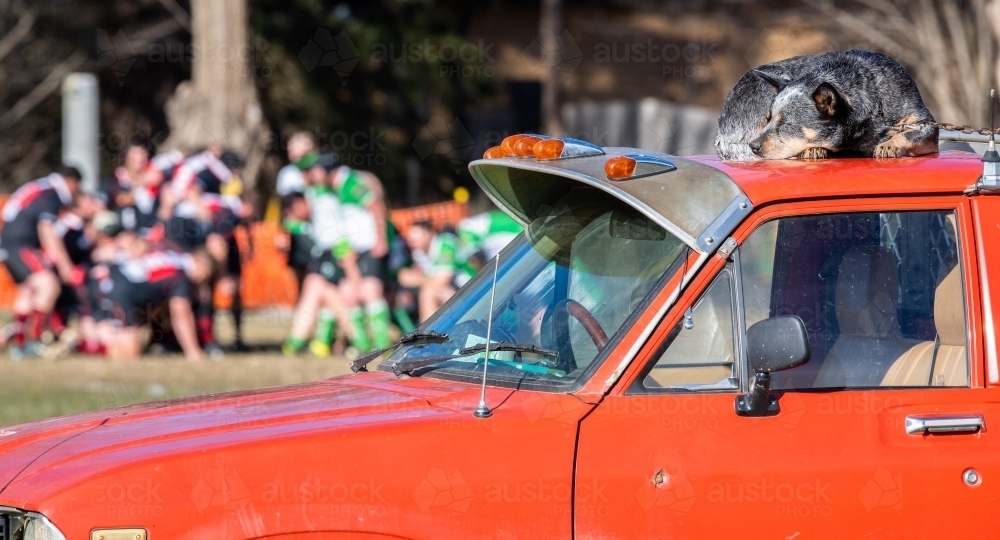 Cattle dog sleeps on roof of red ute at country rugby union match - Australian Stock Image