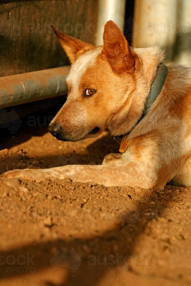 Cattle dog waiting in the yards in late afternoon light - Australian Stock Image