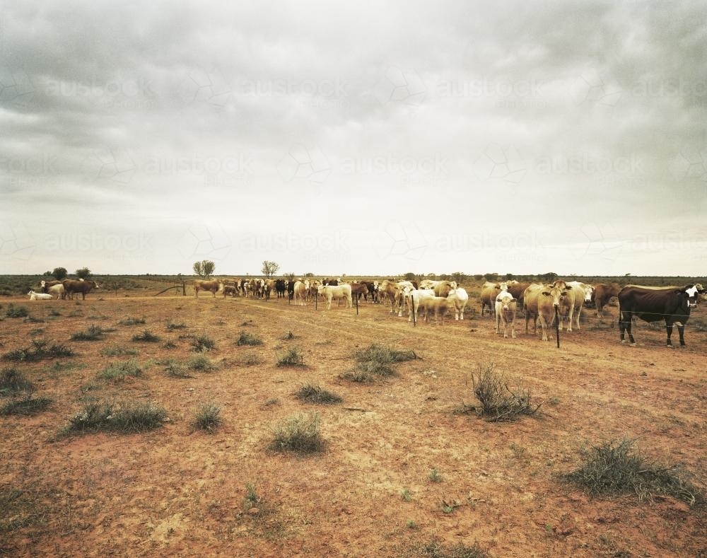 Cattle gathered along a fence on a dusty rural property - Australian Stock Image