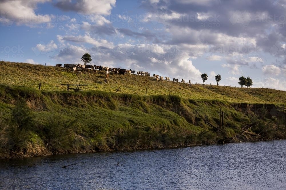 Cattle grazing beside the Mary River - Australian Stock Image