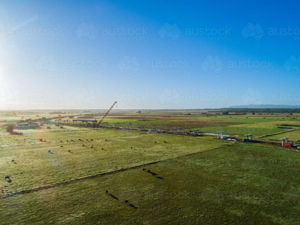 Cattle grazing in farmland with bypass road bridge construction site and crane on horizon - Australian Stock Image