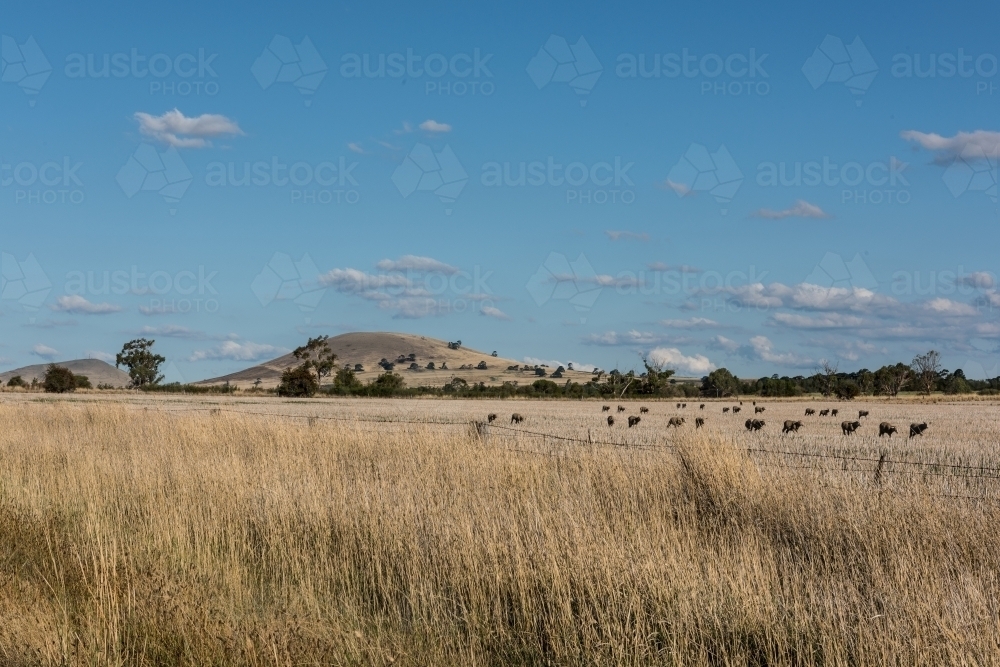 Cattle grazing in field central Victoria - Australian Stock Image