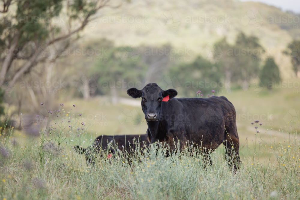Cattle grazing in lush paddock with hills and trees in the background, serene rural scene - Australian Stock Image