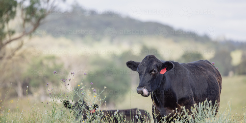 Image of Cattle grazing in pasture with wildflowers, hills, and partly ...