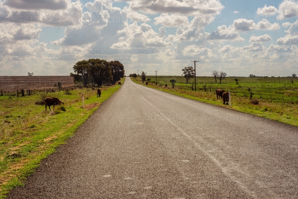 Image of cattle grazing on the roadside during NSW drought - Austockphoto