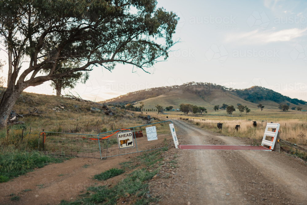 Cattle grid along remote public road with cows in background in rural Australia - Australian Stock Image