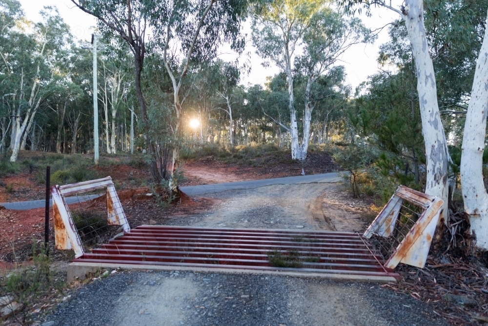 Cattle grid among gum trees - Australian Stock Image