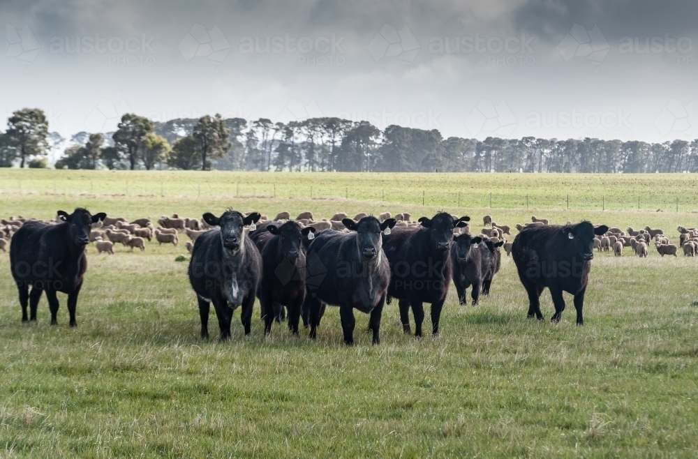 Cattle herd in grassy paddock - Australian Stock Image