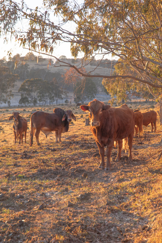 Cattle in a field on a golden morning - Australian Stock Image