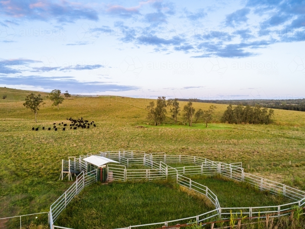 Image of Cattle in farm paddock at dusk in distance with stockyards ...