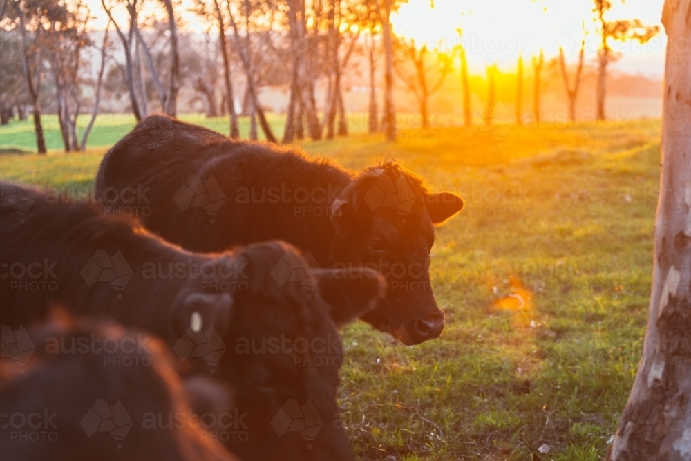 Cattle in field at sunset - Australian Stock Image
