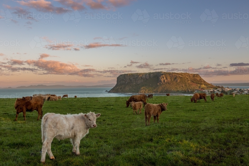 Cattle in green paddock with The Nut in the background - Australian Stock Image