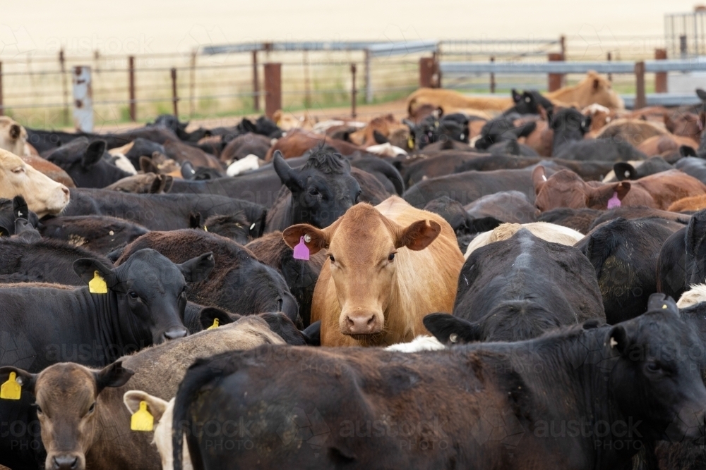 cattle in yards - Australian Stock Image