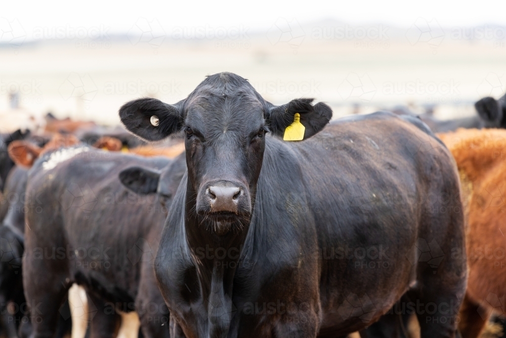 cattle in yards - Australian Stock Image