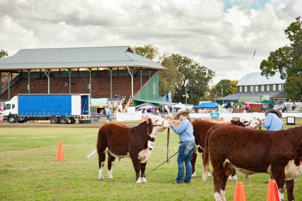 Cattle lined up in arena for judging at agricultural show - Australian Stock Image
