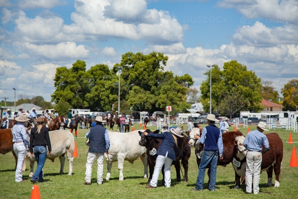 Cattle lined up with owners for judging at agricultural show - Australian Stock Image