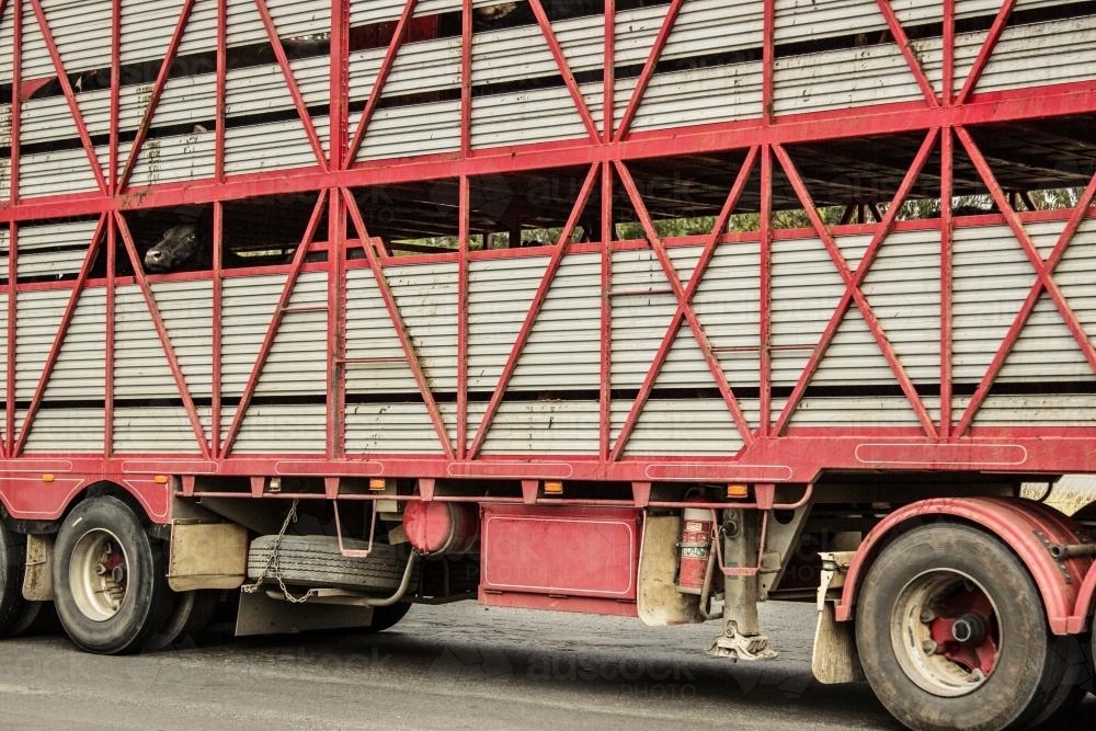 Cattle looking out of truck - Australian Stock Image