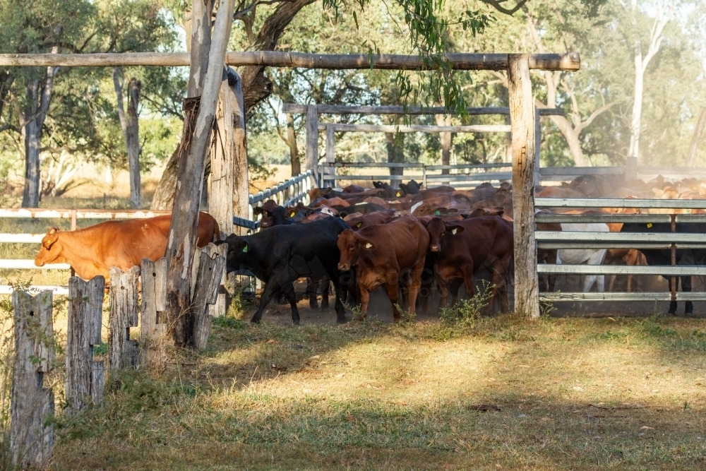 Cattle mob leaving the yards. - Australian Stock Image