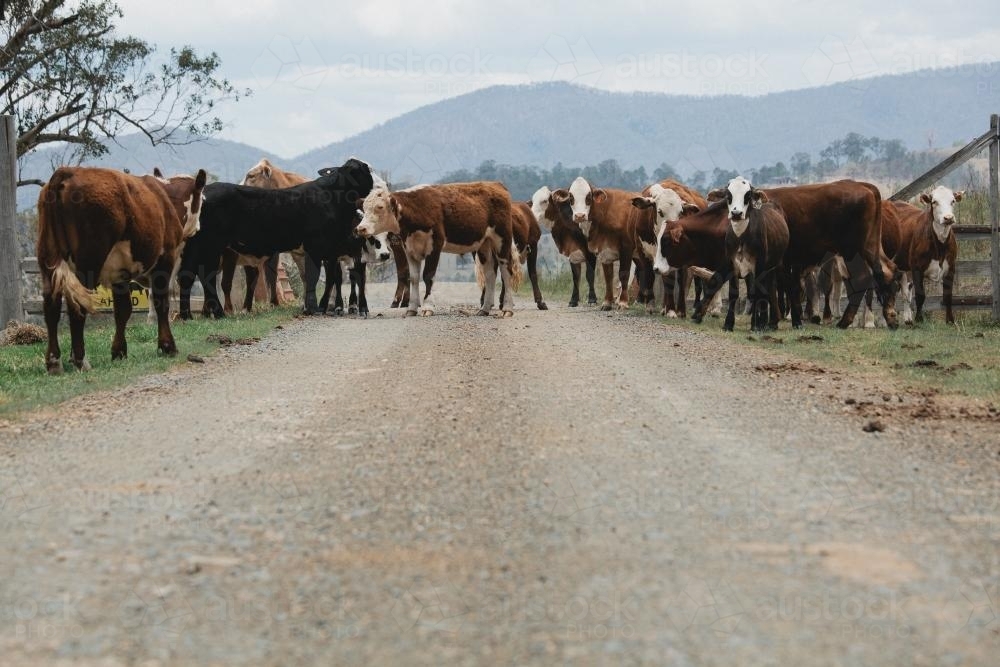 Image of Cattle on a dirt road - Austockphoto