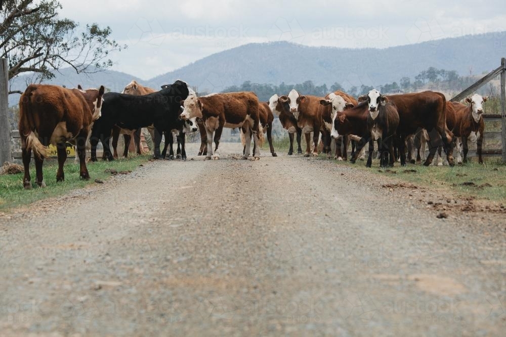 Cattle on a dirt road - Australian Stock Image