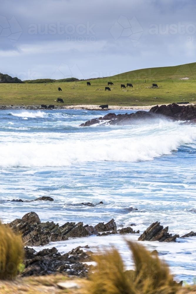 Cattle on a grassy hill, with waves crashing in the foreground - Australian Stock Image