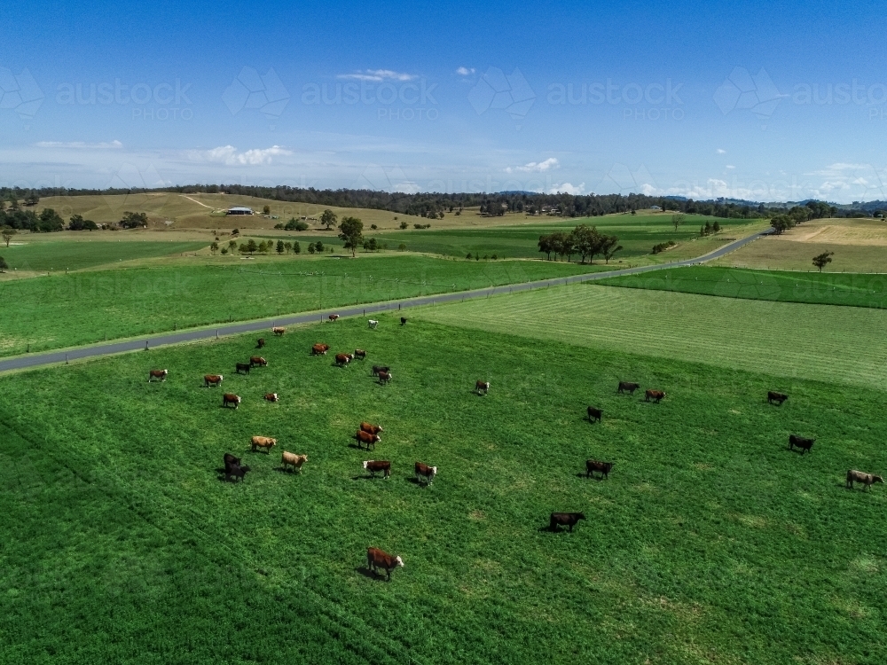 Cattle on farm feeding in green lucerne paddock - Australian Stock Image