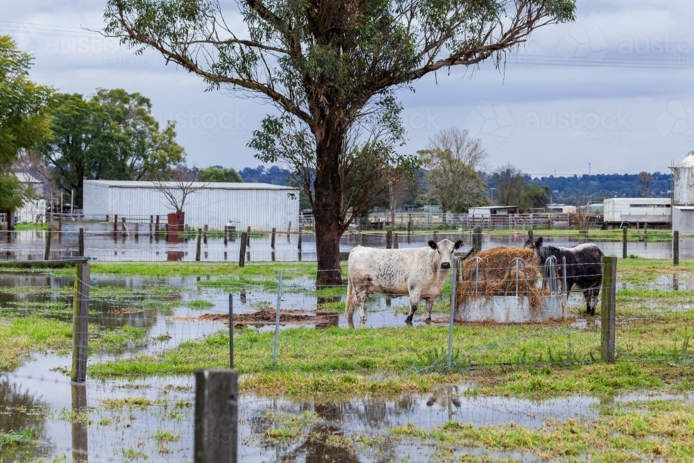 Cattle on farm in rising floodwater during natural disaster flood event - Australian Stock Image