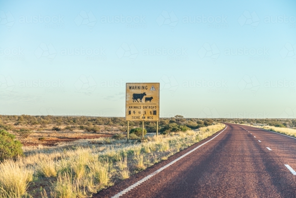 Cattle on road sign - Australian Stock Image